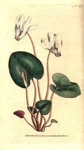 Cyklamen perski lub kwiaciarnie cyklamenowe - cyklamen perski, cyklamen persicum. Ręcznie kolorowany miedzioryt według ilustracji botanicznej autorstwa Jamesa Sowerby