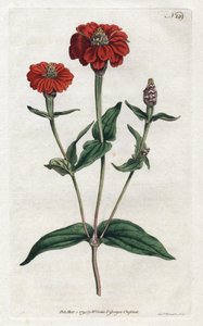 Peruwiańska cynia lub brezyna - Litografia Sydenhama Edwardsa (1768-1819), z Botanical Magazine Williama Curtisa (1746-1799) autorstwa Sydenham Teast Edwards