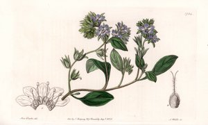 Facelia, endemit Kalifornii - Grawerowane przez S.Wattsa, z ilustracji Sarah Anne Drake (1803-1857), z rejestru botanicznego Sydenham Edwards (1768-1819), Anglia autorstwa Sydenham Teast Edwards