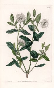 Pimelea Variete - Talerz grawerowany przez S.Wattsa, z ilustracji Sarah Anne Drake (1803-1857), z rejestru botanicznego Sydenham Edwards (1768-1819), Anglia autorstwa Sydenham Teast Edwards