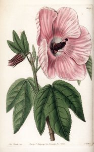 Pink Hibiscus - Talerz grawerowany przez S.Wattsa, z ilustracji Sarah Anne Drake (1803-1857), z rejestru botanicznego Sydenham Edwards (1768-1819), Anglia autorstwa Sydenham Teast Edwards