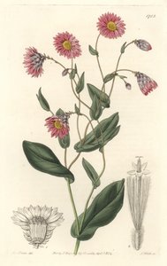 Różowa rhodanthe, pochodząca z Australii - mocna woda S. Watts z ilustracji Sarah Anne Drake (1803-1857), z rejestru botanicznego autorstwa Sydenham Teast Edwards