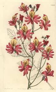 Storczyk biedaka, Schizanthus grahamii (Schizanthus retusus o tępych płatkach). Ręcznie kolorowany miedzioryt wykonany przez S. Wattsa na podstawie ilustracji autorstwa Miss Sarah Drake z "Sydenham Edwards
