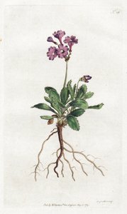 Primevere marginee - Litografia Sydenhama Edwardsa (1768-1819), płyta z magazynu Botanical Magazine Williama Curtisa (1746-1799) autorstwa Sydenham Teast Edwards