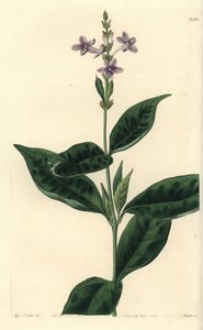 Pseuderanthemum faecundum (Wiecznie wiejący eranthemum, Eranthemum faecundum). Ręcznie barwiony miedzioryt autorstwa S. Wattsa według ilustracji panny Sarah Drake z rejestru botanicznego Sydenham Edwards, Ridgeway, Londyn autorstwa Sydenham Teast Edwards
