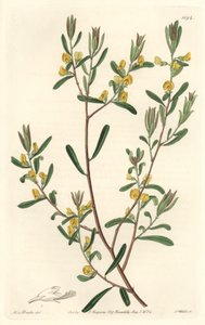 Pultanea flexilis, pochodząca z Australii - mocna woda S. Watts z ilustracji Sarah Anne Drake (1803-1857), z rejestru botanicznego autorstwa Sydenham Teast Edwards
