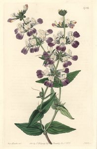 Purpurowa chińska pagoda, pochodząca z Kalifornii - S. Watts Strong Water z ilustracji Sarah Anne Drake (1803-1857), z rejestru botanicznego autorstwa Sydenham Teast Edwards