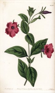 Fioletowa petunia kwiatowa - Talerz grawerowany przez S.Wattsa, z ilustracji Sarah Anne Drake (1803-1857), z rejestru botanicznego Sydenham Edwards (1768-1819), Anglia autorstwa Sydenham Teast Edwards