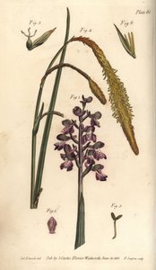 Storczyk purpurowy, Storczyk męski, Gynandria autorstwa Sydenham Teast Edwards