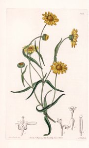 Królowa Daisy z Kalifornii - Grawerowane przez S.Wattsa, z ilustracji Sarah Anne Drake (1803-1857), z rejestru botanicznego Sydenham Edwards (1768-1819), Anglia autorstwa Sydenham Teast Edwards
