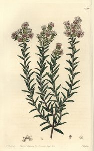 Czerwona soulangia, Soulangia rubra. Ręcznie barwiony miedzioryt autorstwa S. Wattsa wg ilustracji J. Harta z Sydenham Edwards
