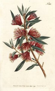 Cytryn do butelek Rince, płukanka do butelek lub roślina z czerwoną szpilką - Szczotka do butelek Crimson, Callistemon citrinus (Harsh-Lev