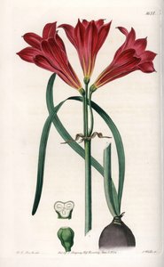 Rodophiale bifide - Grawerowana tablica autorstwa S.Wattsa, na podstawie ilustracji Sarah Anne Drake (1803-1857), z rejestru botanicznego Sydenham Edwards (1768-1819), Anglia autorstwa Sydenham Teast Edwards