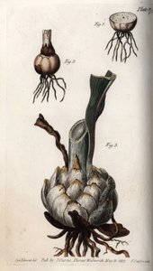 Korzeń i bulwa lilii. Kolorowa miedzioryt, ilustracja Sydenham Edwards (1768-1819) dla Konferencji Botanicznej, Ogród Botaniczny Lambeth (Anglia) autorstwa Sydenham Teast Edwards