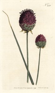 Czosnek okrągłogłowy, Allium sphaerocephalon (Allium descendens, garliczka purpurowogłowa). Ręcznie kolorowany miedzioryt wykonany przez Sansoma na podstawie ilustracji Sydenhama Edwardsa z "William Curtis