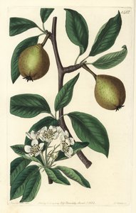 Gruszka szałwiowa - gruszka szałwiowa, Pyrus salviifolia (Pyrus salvifolia). Ręcznie barwiony miedzioryt autorstwa S. Wattsa według ilustracji Sarah Drake z Sydenham Edwards