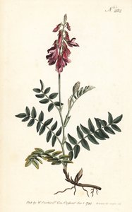 Sainfoin des Alpes - Sainfoin alpejski, Hedysarum hedysaroides (pełzające ukorzenione hedysarum obscurum) - Ręcznie barwiony miedzioryt wykonany przez firmę Sansom na podstawie ilustracji Sydenhama Edwardsa z magazynu Botanical Magazine Williama Curtisa, L autorstwa Sydenham Teast Edwards