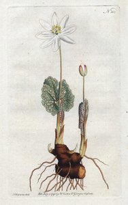 Sanguinaire du Canada - Litografia Sydenhama Edwardsa (1768-1819), płyta z magazynu botanicznego Williama Curtisa (1746-1799) autorstwa Sydenham Teast Edwards