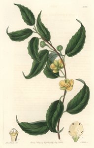 Schisandra ma żółte kwiaty, pochodzi z Nepalu - Water forte autorstwa S. Wattsa z ilustracji Sarah Anne Drake (1803-1857), z rejestru botanicznego autorstwa Sydenham Teast Edwards