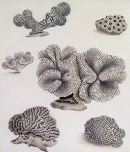 Muszle i flora morska (ołówek, długopis, atrament i akwarela) (patrz także 351985, 351986 i 351987) autorstwa Sydenham Teast Edwards