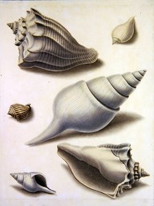 Muszle i flora morska (ołówek, długopis, tusz i akwarela na papierze) (zob. również 351984, 351985 i 351987) autorstwa Sydenham Teast Edwards