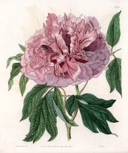 Piwonia krzewiasta lub piwonia owcza - Grawerowana tablica autorstwa S.Wattsa, z ilustracji Sarah Anne Drake (1803-1857), z rejestru botanicznego Sydenham Edwards (1768-1819), Anglia autorstwa Sydenham Teast Edwards