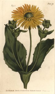 Silphium lub Rosinweed, Silphium asteriscus, Polygamia nessaria. Ręcznie kolorowany miedzioryt autorstwa F. Sansoma przedstawiający ilustrację botaniczną Sydenhama Edwardsa do wykładów Williama Curtisa na temat botaniki, dostarczony w Ogrodzie Botanicznym  autorstwa Sydenham Teast Edwards