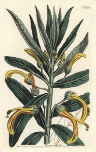 Siphocampylus giganteus, zagrożony (Lobelia olbrzymia, Lobelia gigantea). Ręcznie barwiony miedzioryt autorstwa F. Sansoma Jr. według ilustracji Sydenhama Edwardsa z magazynu botanicznego Williama Curtisa, T. Curtis, Londyn autorstwa Sydenham Teast Edwards