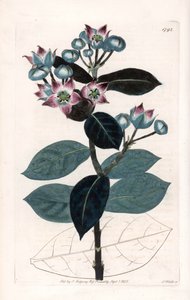 Sodomska jabłoń lub jedwabne drzewo - Talerz grawerowany przez S.Wattsa, z ilustracji Sarah Anne Drake (1803-1857), z rejestru botanicznego Sydenham Edwards (1768-1819), Anglia autorstwa Sydenham Teast Edwards