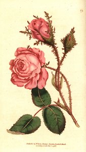 Róża musująca (róża musująca) - Różowy mech, Rosa centifolia f. muscosa (Rosa muscosa). Ręcznie kolorowany miedzioryt według ilustracji botanicznej z The Botanical Magazine Williama Curtisa, Lambeth Marsh, Londyn autorstwa Sydenham Teast Edwards