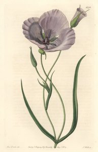 Splendid calochorte (splendid mariposa), pochodzący z Kalifornii - Satiny calochortus lub splendid mariposa lily, Calochortus splendens, Pochodzący z Kalifornii - Ręcznie barwiony miedzioryt S. Watts według ilustracji panny Drake, z Sydenham Edwar autorstwa Sydenham Teast Edwards