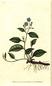 Wiosenny Omphalodes lub Printaniere Little Borage - Pnący navelwort, Omphalodes verna (niebieski navelwort, Cynoglossum omphalodes). Ręcznie kolorowany miedzioryt według ilustracji botanicznej autorstwa Jamesa Sowerby