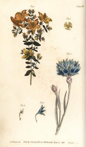 ziele dziurawca, Hypericum perforatum, Polyadelphia autorstwa Sydenham Teast Edwards