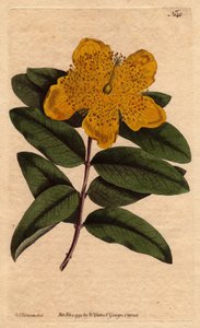 Ziele dziurawca o szerokich żółtych kwiatach. Ziele dziurawca wielkokwiatowego z żółtymi kwiatami. Calycinum Hypericum. Ręcznie kolorowany miedzioryt z ilustracji botanicznej Sydenhama Edwardsa z „”Magazynu Botanicznego” Williama Curtisa” 1790-1800. autorstwa Sydenham Teast Edwards