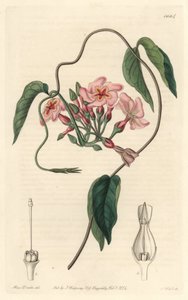 Gwiezdny echite, pochodzący z Brazylii - Water forte autorstwa S. Wattsa z ilustracji Sarah Anne Drake (1803-1857), z rejestru botanicznego autorstwa Sydenham Teast Edwards