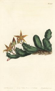Stisseria geminata (Stapelia dwukwiatowa, Stapelia geminata). Ręcznie barwiony miedzioryt autorstwa F. Sansoma Jr. według ilustracji Sydenhama Edwardsa z magazynu botanicznego Williama Curtisa, T. Curtis, Londyn autorstwa Sydenham Teast Edwards