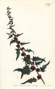 Szpinak truskawkowy w bagietce - Gęsiostopy liściaste, Chenopodium foliosum (Blite truskawkowy, Blitum virgatum). Ręcznie barwiony miedzioryt autorstwa Sansoma według ilustracji Sydenhama Edwardsa z magazynu Botanical Magazine Williama Curtisa, Londyn autorstwa Sydenham Teast Edwards