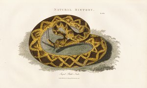 Grzechotnik paskowany autorstwa Sydenham Teast Edwards