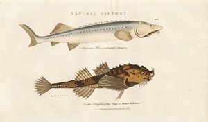 Sturgeon i Pogge autorstwa Sydenham Teast Edwards