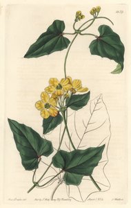 Stigmaphyllon, pochodzący z Ameryki Południowej - Mocna woda autorstwa S. Wattsa z ilustracji Sarah Anne Drake (1803-1857), z rejestru botanicznego autorstwa Sydenham Teast Edwards