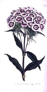 Sweet William lub Bearded Pink (Dianthus barbatus), tablica 205 z „The Botanical Magazine” (lub „Flower Garden Displayed”) Williama Curtisa, grawerowana przez artystę, wyd. 1792 (grawerowanie) autorstwa Sydenham Teast Edwards