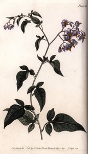 Słodko-gorzka lub słodko-gorzka wilcza jagoda. Kolorowa miedzioryt, ilustracja Sydenham Edwards (1768-1819) dla Konferencji Botanicznej, Ogród Botaniczny Lambeth (Anglia) autorstwa Sydenham Teast Edwards