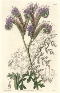 Facelia wrotyczowata, pochodząca z Kalifornii - Water forte autorstwa S. Wattsa z ilustracji Sarah Anne Drake (1803-1857), z rejestru botanicznego autorstwa Sydenham Teast Edwards