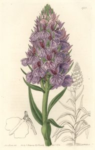 Storczyk naziemny, endemiczny dla wyspy Madeire - Water forte autorstwa S. Wattsa z ilustracji Sarah Anne Drake (1803-1857), z rejestru botanicznego autorstwa Sydenham Teast Edwards