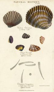 Ciernisty sercówka, Cardium echinatum, ścięty mruczenie, Donax crenulata i ośmioramienna skorupa zęba, Dentalium octgulatum. Ręcznie barwiony miedzioryt według Sydenhama Edwardsa z John Mason Good