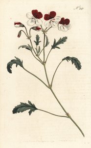 Żurawka trójbarwna, Pelargonium tricolor. Ręcznie kolorowany miedzioryt wykonany przez Sansoma na podstawie ilustracji Sydenhama Edwardsa w "William Curtis