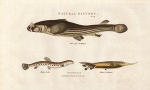 Trzy niezwykłe gatunki ryb autorstwa Sydenham Teast Edwards
