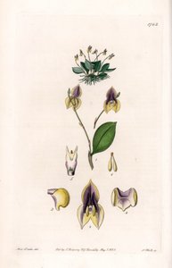 Trzy zęby Lepanthe - Talerz grawerowany przez S.Wattsa, z ilustracji Sarah Anne Drake (1803-1857), z rejestru botanicznego Sydenham Edwards (1768-1819), Anglia autorstwa Sydenham Teast Edwards