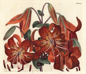 Lilia tygrysia - Lilia tygrysia, Lilium lancifolium (Lilia chińska, Lilium tigrinum). Ręcznie barwiony miedzioryt autorstwa F. Sansoma Jr. według ilustracji Sydenhama Edwardsa z magazynu botanicznego Williama Curtisa, T. Curtis, Londyn autorstwa Sydenham Teast Edwards