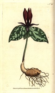 Toadshade lub siedzący trillium, Trillium siedzący. Ręcznie kolorowany miedzioryt według ilustracji botanicznej autorstwa Jamesa Sowerby
